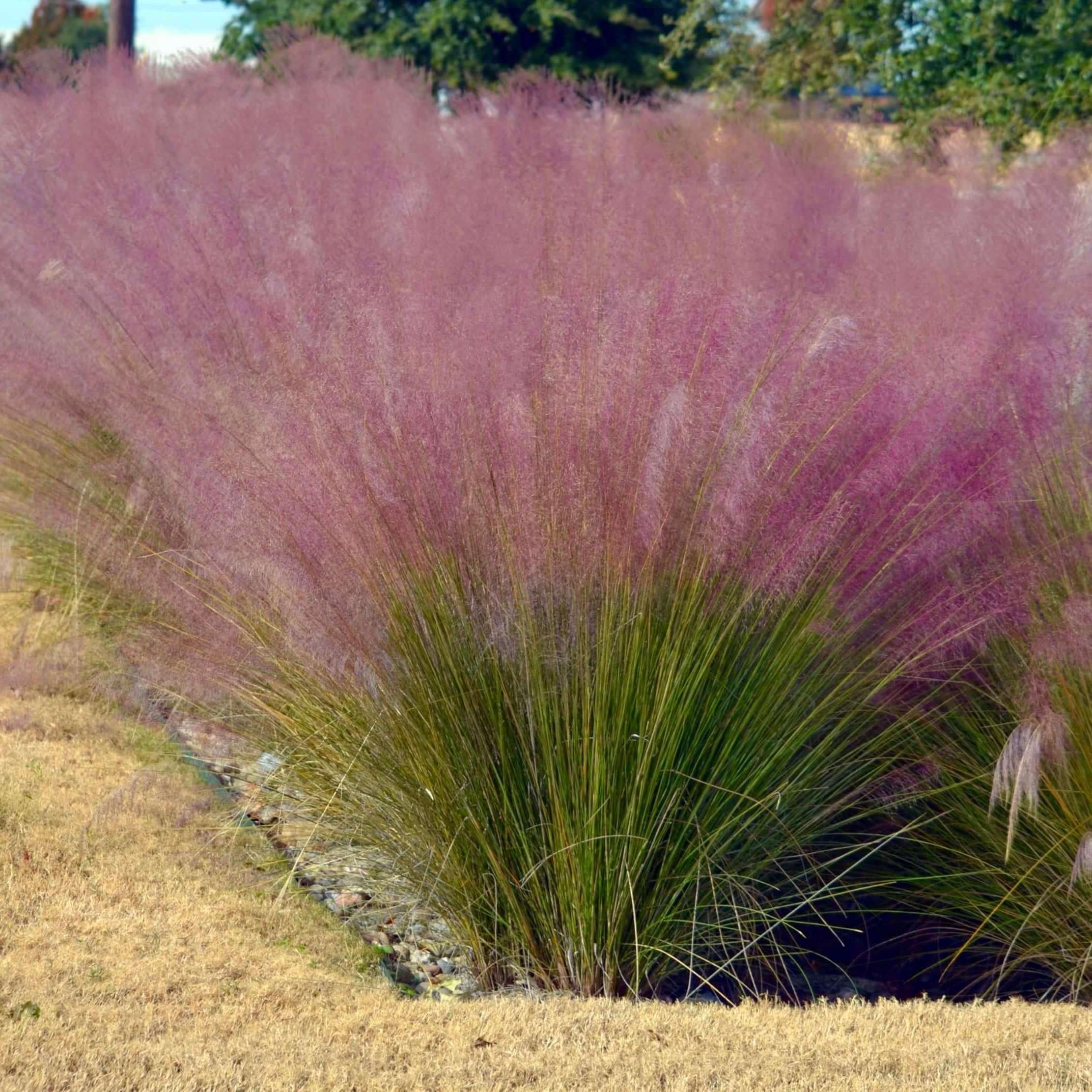 Regal Mist Pink Muhly Grass (7823951921407)